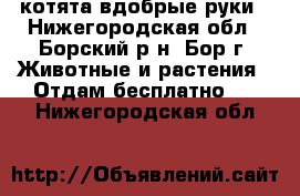 котята вдобрые руки - Нижегородская обл., Борский р-н, Бор г. Животные и растения » Отдам бесплатно   . Нижегородская обл.